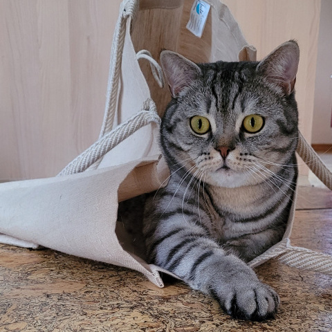 Wir behandeln Hunde und Katzen sowie kleine Heimtiere © Tierarztpraxis Klaus Kubiessa
